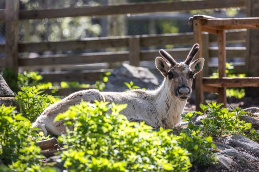 Rovaniemi: Ranua Zoo Entry Ticket w/ Walking Tour and Lunch - Lunch at the zoo: what the buffet means for your timing