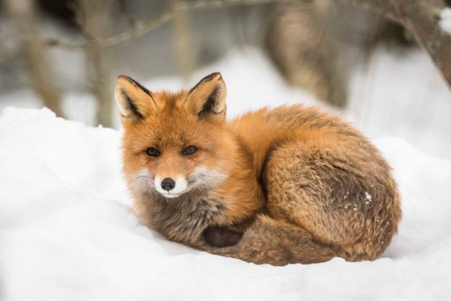 Rovaniemi: Ranua Zoo Entry Ticket w/ Walking Tour and Lunch - Price and value: is $146 per person a fair deal?