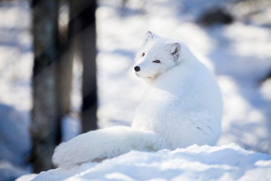 Rovaniemi: Ranua Zoo Entry Ticket w/ Walking Tour and Lunch - What to pack so the cold does not steal your joy