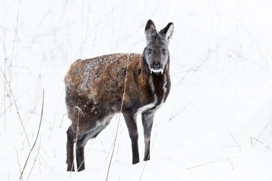 Rovaniemi: Ranua Zoo Entry Ticket w/ Walking Tour and Lunch - Hotel pickup, small-group comfort, and how transfers work
