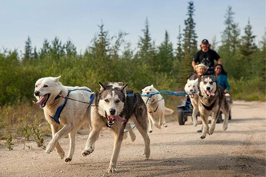 Rovaniemi: Ranua Zoo Entry Ticket with BBQ Picnic - Ranua Zoo in Rovaniemi: Why an Arctic Wildlife Park Matters