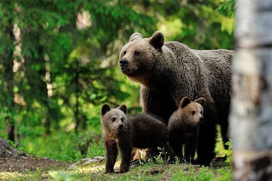 Rovaniemi: Ranua Zoo Entry Ticket with BBQ Picnic - Hotel Pickup and a 5-Hour Plan That Actually Works