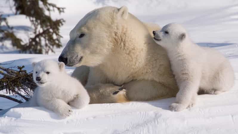 Rovaniemi: Ranua Zoo Visit with Lunch - Key Things That Make This Tour Worth Your Time