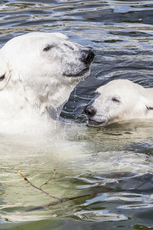 Rovaniemi: Ranua Zoo Visit with Lunch - Rovaniemi, a Day Built Around Arctic Creatures