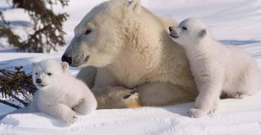 Rovaniemi: Ranua Zoo Visit with Lunch - Ranua Zoo: Why This Arctic-Only Zoo Is the Main Event