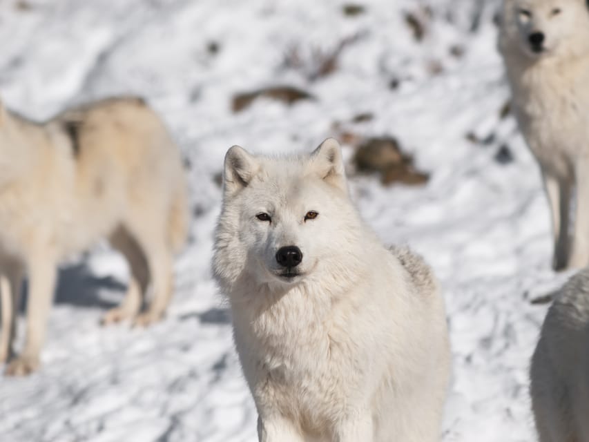 Rovaniemi: Ranua Zoo Visit with Lunch - The Animals You Will Want to Hunt For: Bears, Wolves, Foxes, and Reindeer