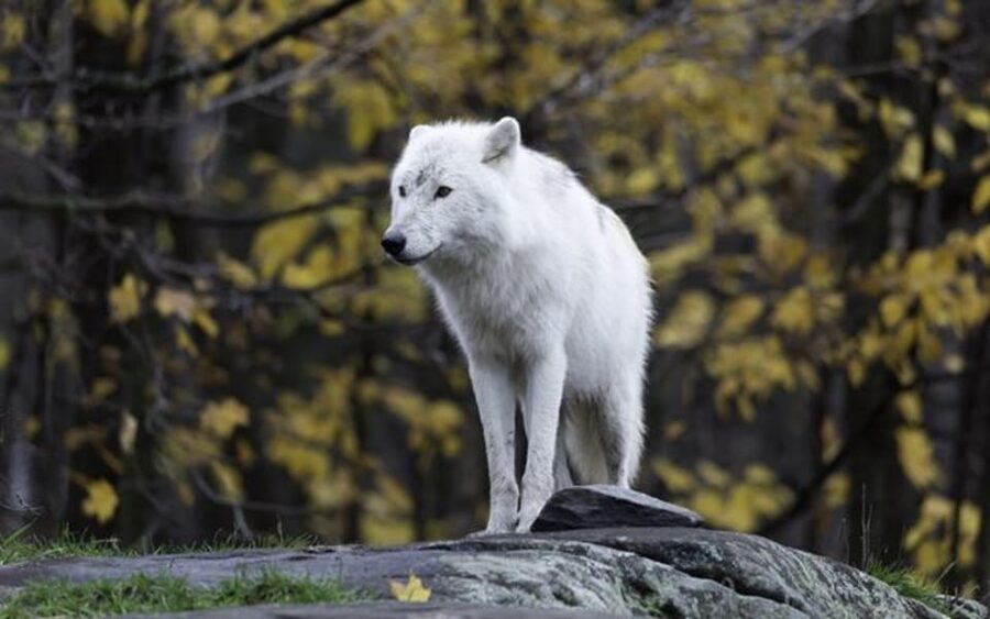 Rovaniemi: Ranua Zoo Visit with Lunch - Price and Value: Is 258 Per Person Fair for This Day?