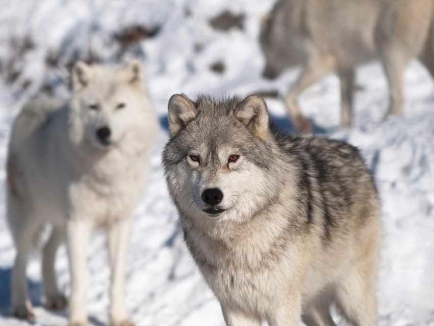 Rovaniemi: Ranua Zoo Visit with Lunch - Who Should Book This Ranua Zoo and Lunch Tour
