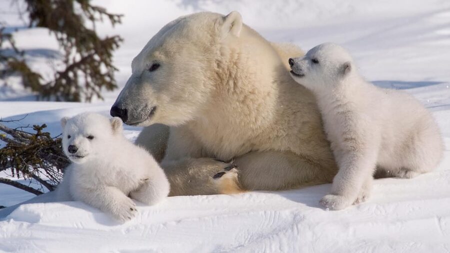 Rovaniemi: Ranua Zoo Visit with Lunch - Should You Book It? My Practical Take