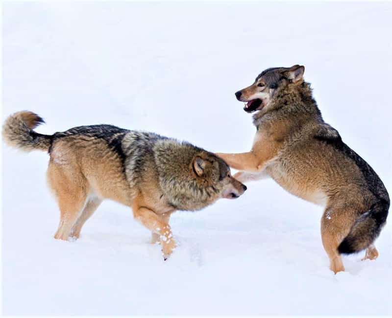 Rovaniemi: Ranua Zoo Wildlife Park Tour with hotel pickup - Key highlights that make this tour worth your time