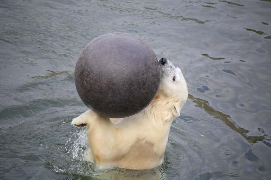 Rovaniemi: Ranua Zoo Wildlife Park Tour with hotel pickup - Why Ranua Zoo feels like the right Arctic stop from Rovaniemi