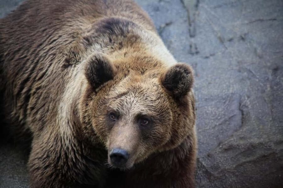 Rovaniemi: Ranua Zoo Wildlife Park Tour with hotel pickup - Entering the zoo: tickets in hand and a guide-led start