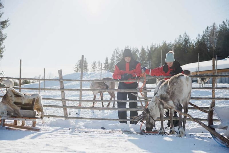 Rovaniemi: Reindeer Experience with Sleigh Ride - Key Highlights at a Glance