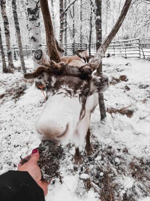 Rovaniemi: Reindeer Experience with Sleigh Ride - Reindeer Manor, the Working-Farm Setting That Makes This Feel Real