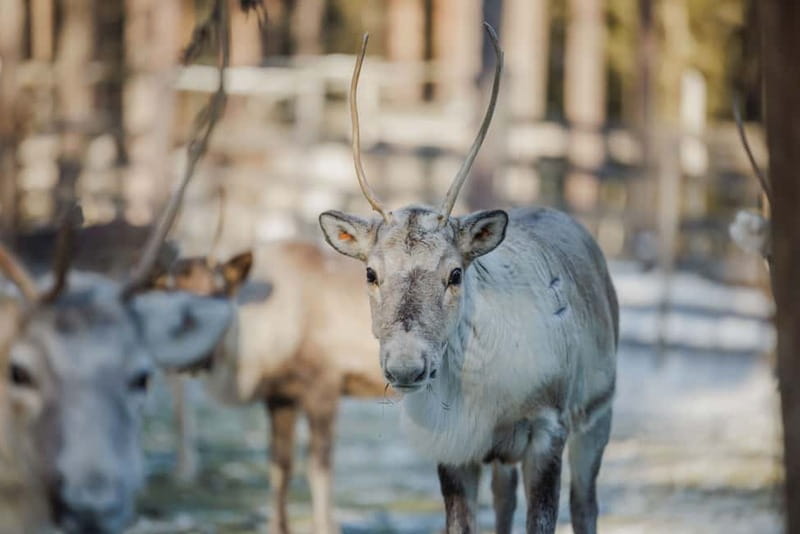 Rovaniemi: Reindeer Experience with Sleigh Ride - Winter Clothes Included: The Cold-Proof Part That Can Make or Break the Fun