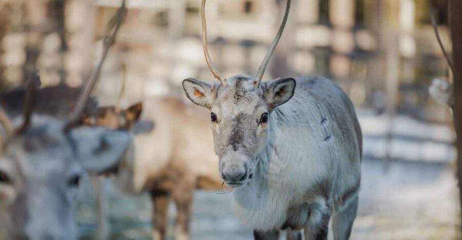 Rovaniemi: Reindeer Experience with Sleigh Ride - Warm-Up Hut Stop: Hot Juice, Biscuits, and Why This Part Matters