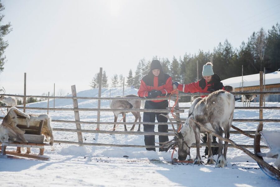 Rovaniemi: Reindeer Experience with Sleigh Ride - Group Size, Personal Attention, and Guides Like Anabella and Arnie