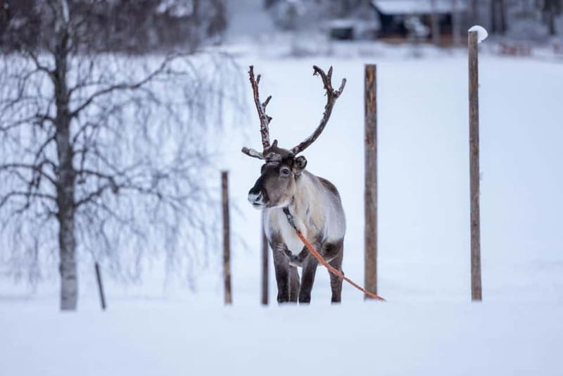 Rovaniemi: Reindeer Experience with Sleigh Ride - Pickup From Rovaniemi: Two Meeting Points and Why Timing Matters
