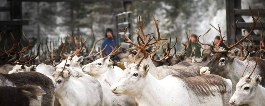 Rovaniemi: Reindeer Farm Visit and Sleigh Ride with transfer - Rovaniemi pickup, then straight into winter Lapland