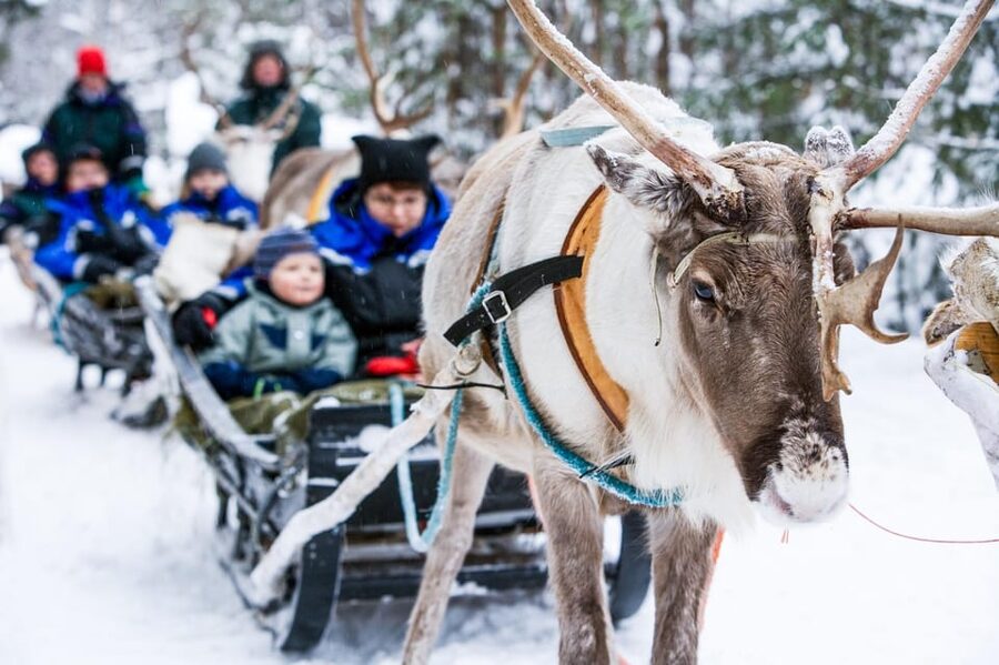 Rovaniemi: Reindeer Farm Visit and Sleigh Ride with transfer - Feeding reindeer and taking photos, where the fun becomes real
