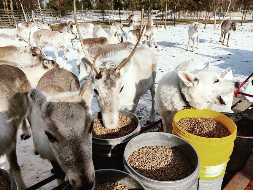 Rovaniemi: Reindeer Farm Visit and Sleigh Ride with transfer - The traditional kota hut stories, warm and purposeful