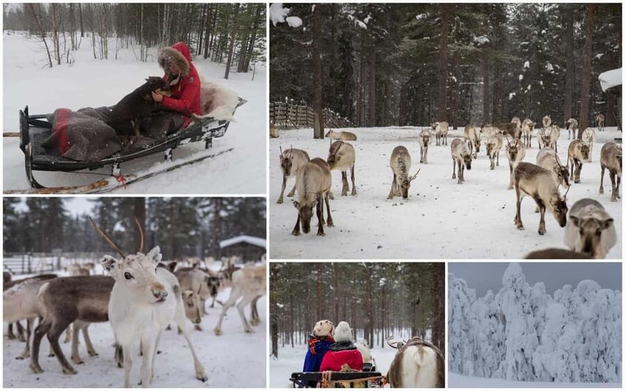 Rovaniemi: Reindeer Farm Visit and Sleigh Ride with transfer - Who this tour fits best, and who should think twice