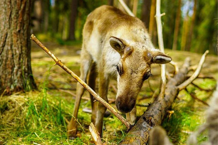 Rovaniemi: Reindeer Farm Visit in the Summer - Key highlights you will remember