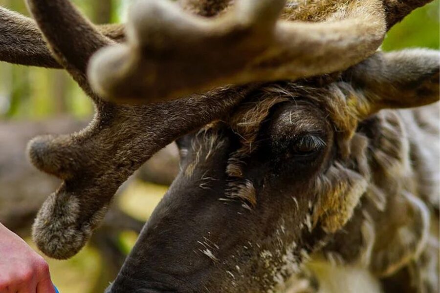 Rovaniemi: Reindeer Farm Visit in the Summer - The Farm Visit: Semi-Domesticated Reindeer Up Close
