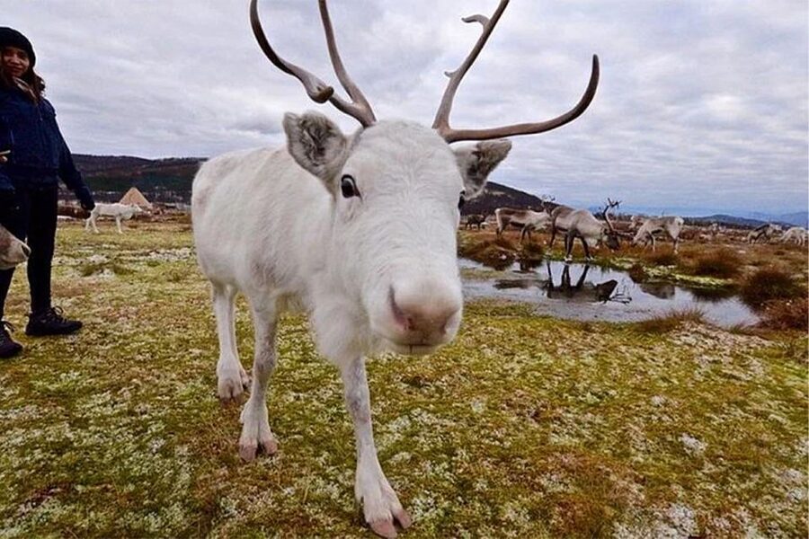Rovaniemi: Reindeer Farm Visit in the Summer - Listening to Herder Stories and Learning Lappish Lifestyle