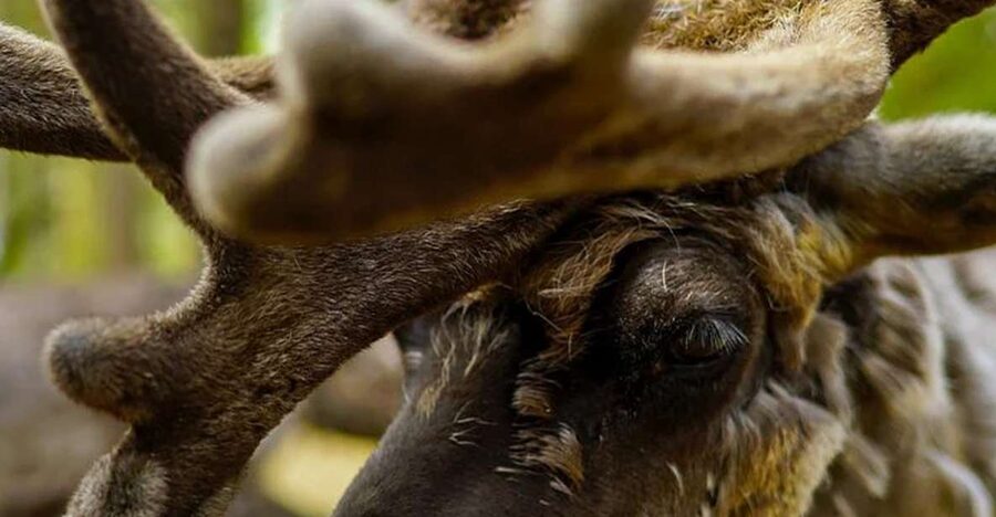 Rovaniemi: Reindeer Farm Visit in the Summer - Buffet Lunch, Finnish Snacks, and a Real Break