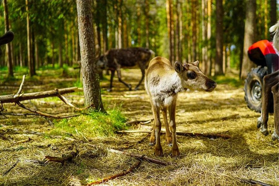 Rovaniemi: Reindeer Farm Visit in the Summer - Timing, Group Size, and the One Thing to Watch Closely