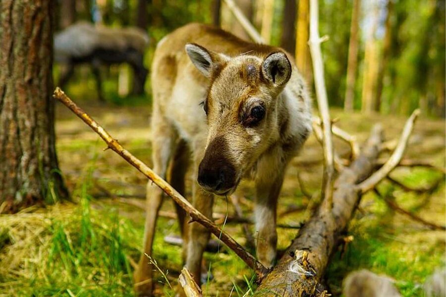 Rovaniemi: Reindeer Farm Visit in the Summer - Who This Tour Suits Best in Summer