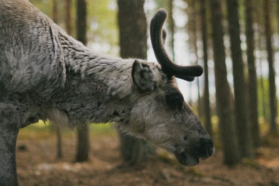 Rovaniemi: Reindeer Farm Visit with Photographer - Key highlights worth planning for
