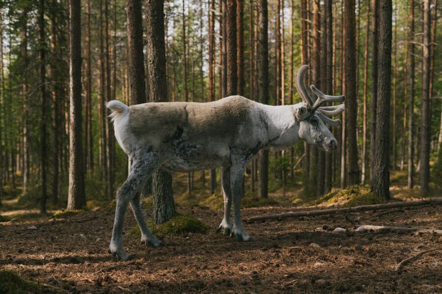 Rovaniemi: Reindeer Farm Visit with Photographer - Warm-up time by the fire, hot juice, and cookie breaks