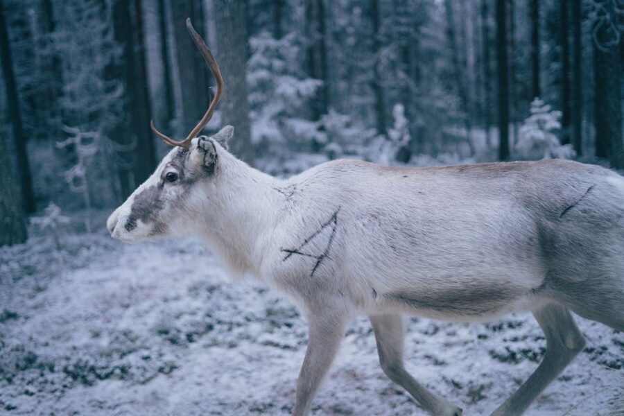 Rovaniemi: Reindeer Farm Visit with Photographer - What you actually get with the photographer, and when it arrives