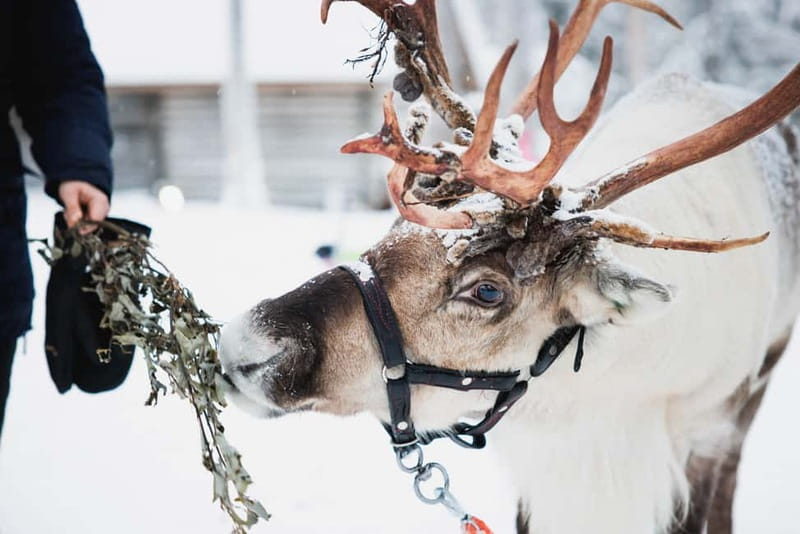 Rovaniemi: Reindeer, Huskies & Santa Claus Village - How this Rovaniemi day flows in 6 hours