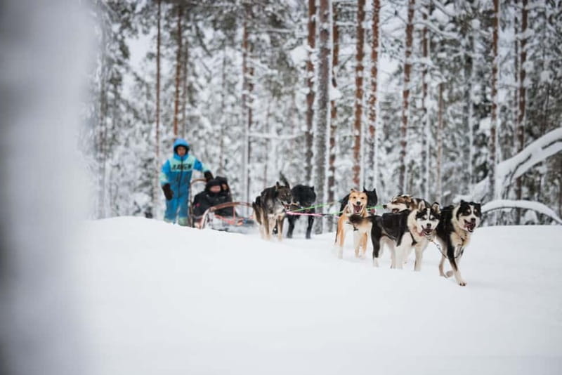 Rovaniemi: Reindeer, Huskies & Santa Claus Village - Husky sled ride: fast Alaskan dogs and a quick 500-meter run