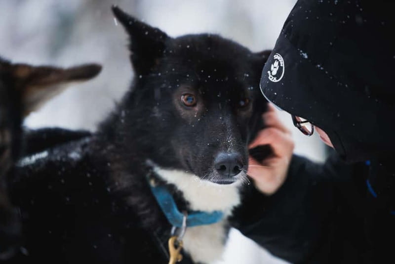 Rovaniemi: Reindeer, Huskies & Santa Claus Village - What the included winter clothing really changes