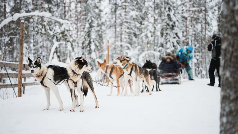 Rovaniemi: Reindeer, Huskies & Santa Claus Village - Who this tour suits best, and who should rethink
