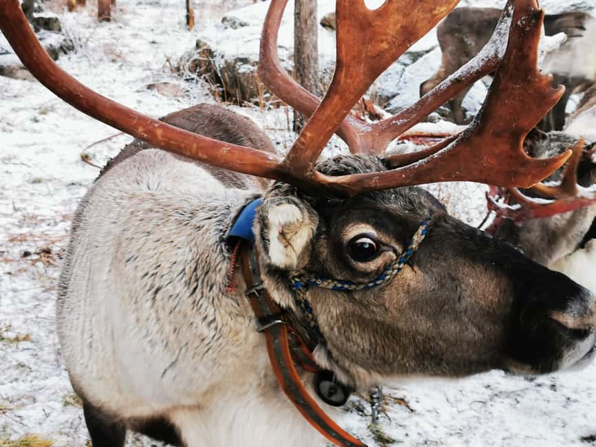 Rovaniemi: Reindeer, Huskies, Santa's Pets & Aurora Hunt - Key highlights to watch for