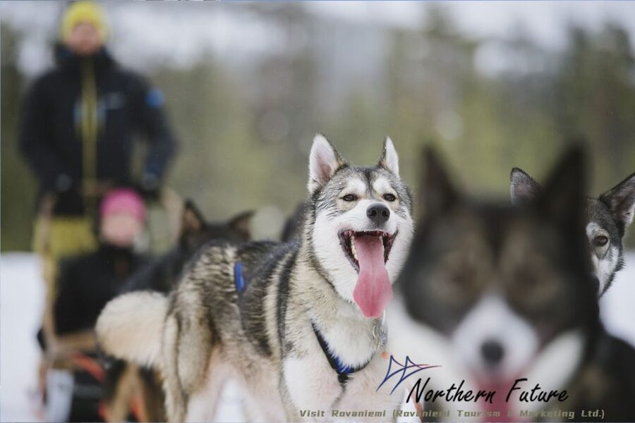 Rovaniemi: Reindeer, Huskies, Santa's Pets & Aurora Hunt - Why this Rovaniemi reindeer-and-aurora plan feels efficient