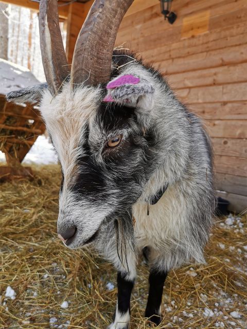 Rovaniemi: Reindeer, Huskies, Santa's Pets & Aurora Hunt - Reindeer and huskies rides are short, and that is the point