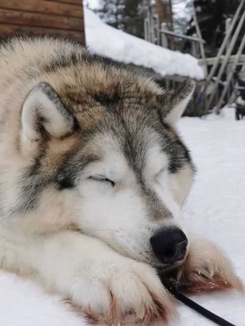 Rovaniemi: Reindeer, Huskies, Santa's Pets & Aurora Hunt - Husky safari in Lapland: the 500m ride and how to enjoy it fully