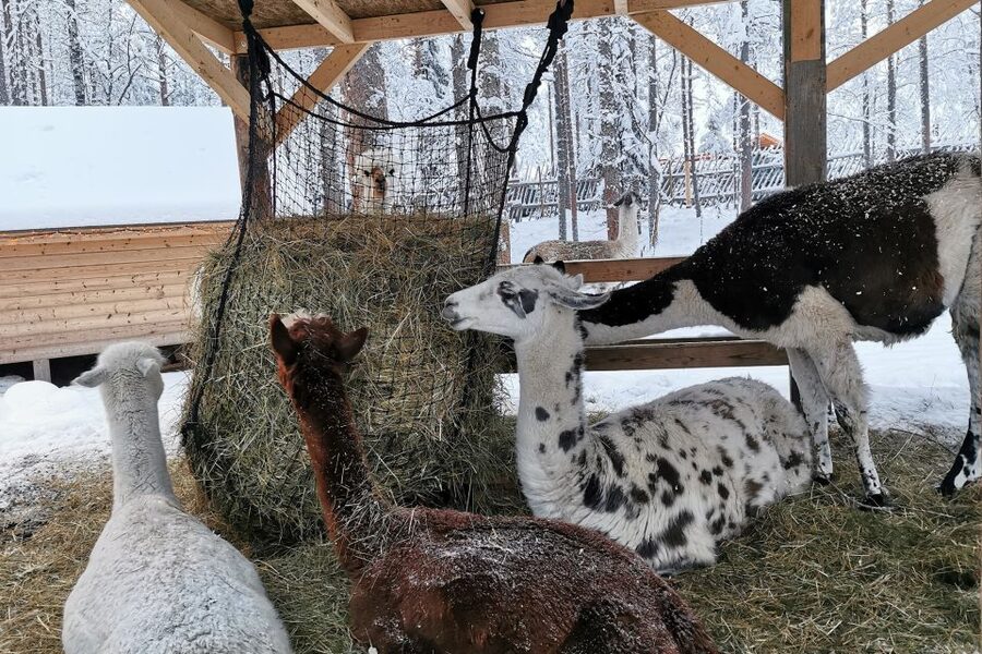 Rovaniemi: Reindeer, Huskies, Santa's Pets & Aurora Hunt - Price and value: what you get for about $271 per person