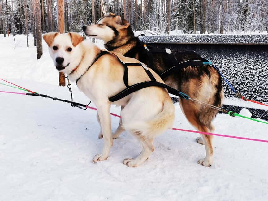 Rovaniemi: Reindeer, Huskies, Santa's Pets & Aurora Hunt - What to pack for Lapland cold, and how to get better aurora photos