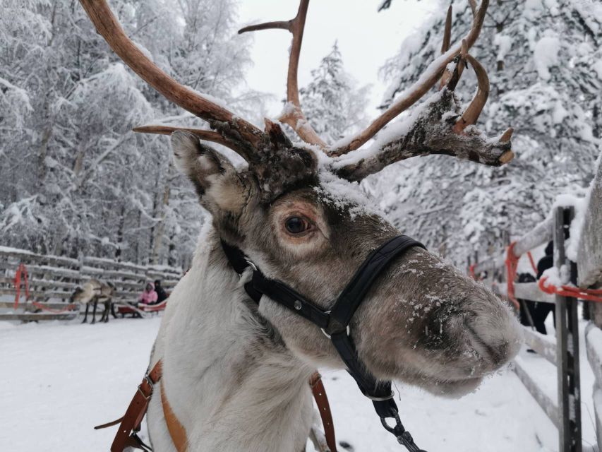Rovaniemi: Reindeer, Huskies, Santa's Pets & Aurora Hunt - Morning in Santa Claus Village: Arctic Circle photos, reindeer sleighs, and Santa’s Pets
