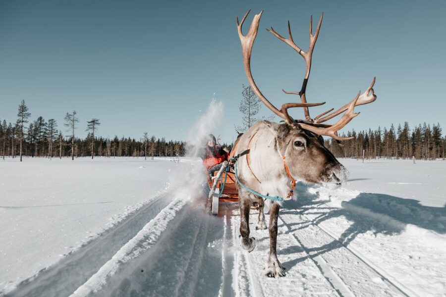 Rovaniemi: Reindeer Sleigh Ride with Hot Drink and Cookies - Key things that make this reindeer ride work