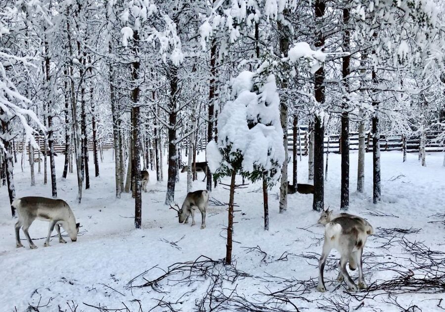 Rovaniemi: Reindeer Sleigh Ride with Hot Drink and Cookies - The kota warm-up: hot berry drink, cookies, and reindeer facts you can use