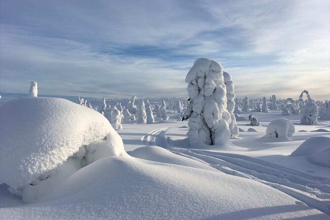 Rovaniemi: Riisitunturi Full-Day Wilderness Adventure & BBQ - Key things I’d highlight before you book