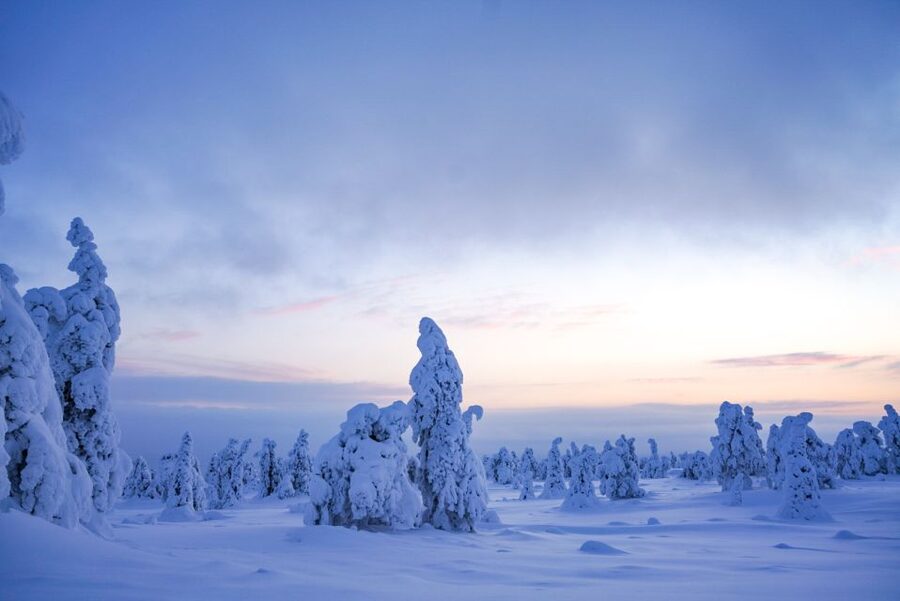 Rovaniemi: Riisitunturi National Park Day Trip with Lunch - The 4-Kilometres-Long Walk: Snowshoes, Photo Stops, and a Real Sense of Pace